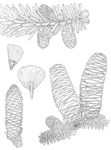 Abies pinsapo